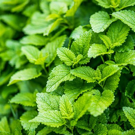 How To Grow And Care For Bee Balm - Dengarden