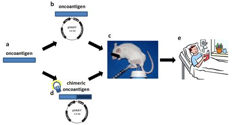 Chimeric DNA Vaccines against ErbB2+ Carcinomas: From Mice to Humans