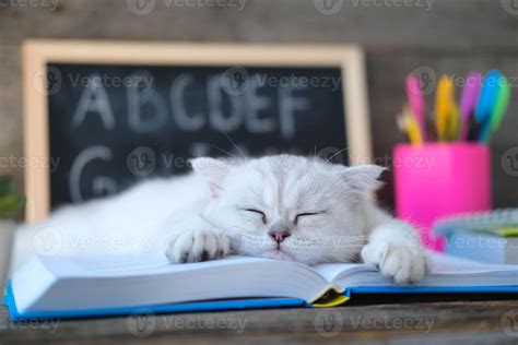 un pequeño blanco gatito duerme en abierto libros en contra el ...