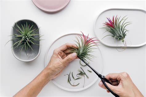 Air Plant Care 101 的图像结果