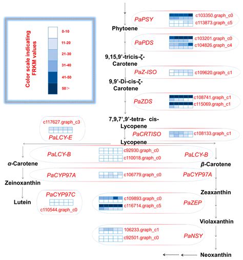 Transcriptome Profiling Provides Insight into the Genes in Carotenoid ...