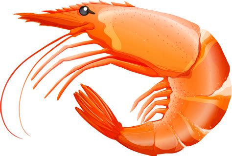 Shrimp Logos Clip Art