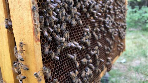 Meet a Beekeeper, Goodenow Grove Nature Preserve, Crete, 7 June 2025 ...