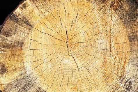 Image result for Cut Log