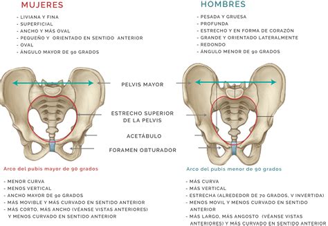 Unidad didáctica 1: Anatomía y Fisiología del Sistema Reproductor ...