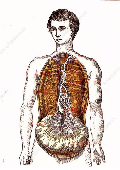 Image result for Science of Absorption