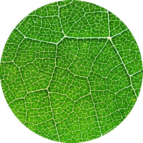 Plant 的图像结果