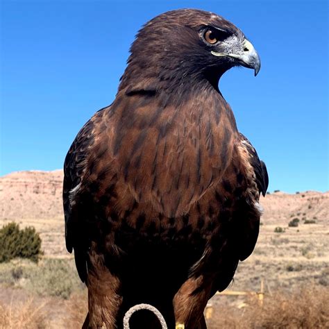 Success Stories - New Mexico Wildlife Center