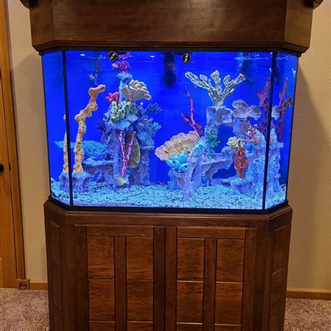 Home Saltwater Aquarium Tanks 14,500+ Home Aquarium Stock Photos,