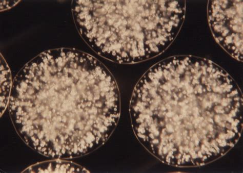 Image result for Cache Microscopic