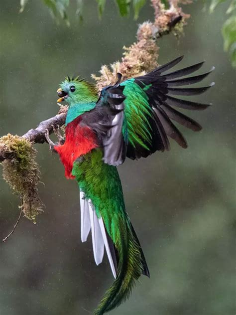 Image result for Colourful Birds Compilation