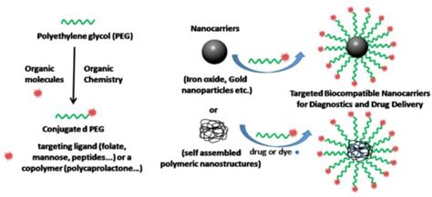 Chemistry Routes for Copolymer Synthesis Containing PEG for Targeting ...