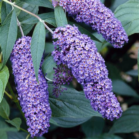 Buddleia 'Nanho Blue' | Butterfly Bush – Gardeners Dream