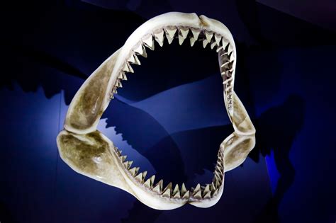 Free Images : open, sharp, animal, shark, mouth, human body, scary ...