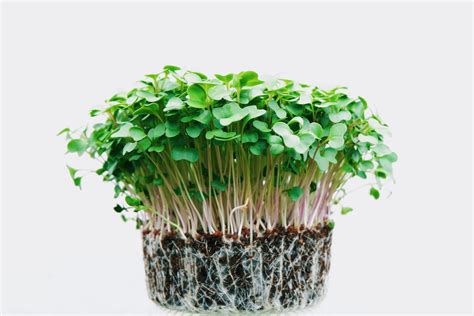What are Microgreens and How to Grow Them at Home - Plants Spark Joy