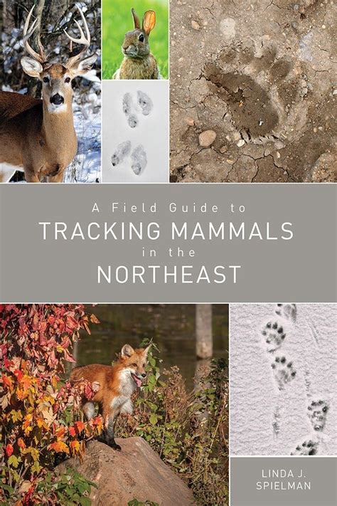 Buy A Field Guide to Tracking Mammals in the Northeast Book Online at ...