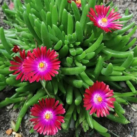 Gardening Tips For Ice Flower Plant-Urban Plants - Urban Plants™