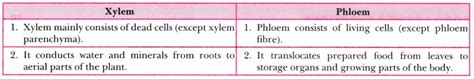 Why are xylem and phloem called complex tissues? How are they different ...