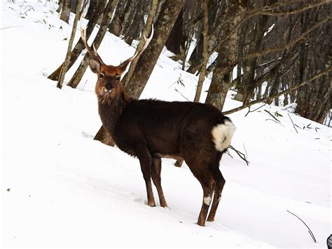 Japan Animals 的图像结果