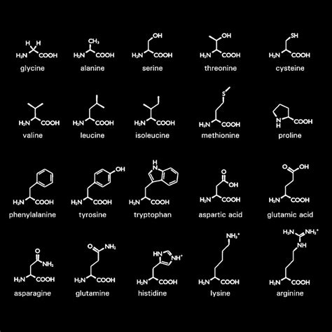Amino Acids: Types, Functions, Sources, and Differences between ...