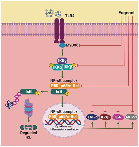 Anti-Inflammatory and Antioxidant Activities of Eugenol: An Update