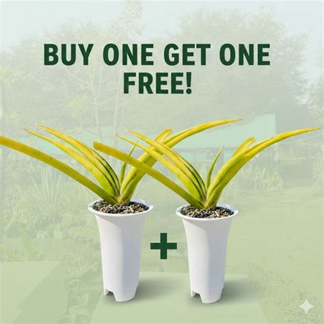 Samartha Cactus Nursery – Samarth Cactus Nursery