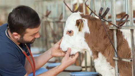 Veterinary Careers and 7 Exciting Career Paths | Our Blog | Animal ...