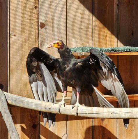 I LOVE vultures! First time ever seeing a Lesser Yellow-headed Vulture! This bird is stunning ... - behavior of vultures
