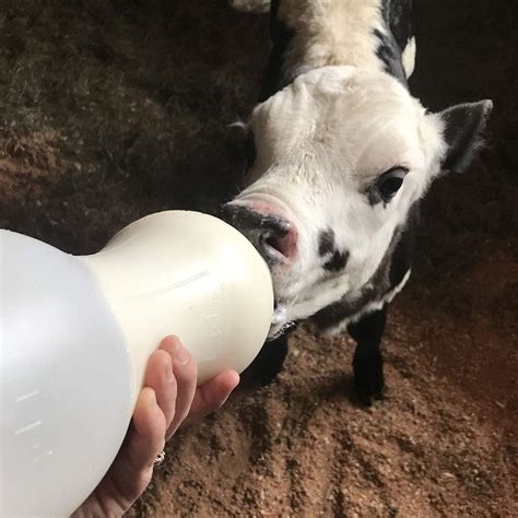 BESS Calf 2qt Nursing Feeding Bottle with Leak-Free Snap On Nipple | Buy Now with Express ...