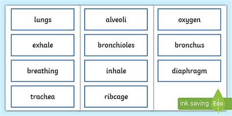Breathing and The Lungs Word Cards 3rd & 4th Classes, 5th & 6th Classes