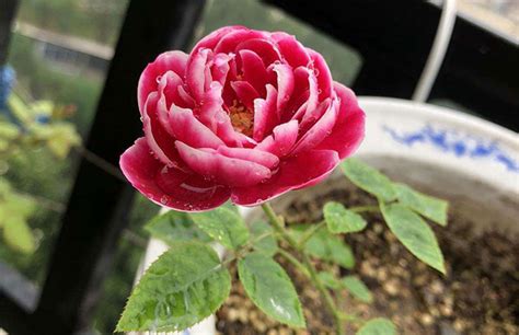玫瑰的养殖方法和注意事项-种植技术-中国花木网