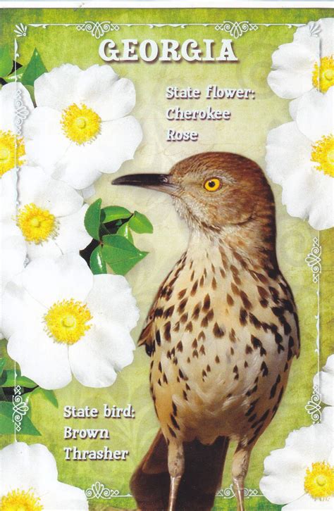 Georgia State Bird And Flower
