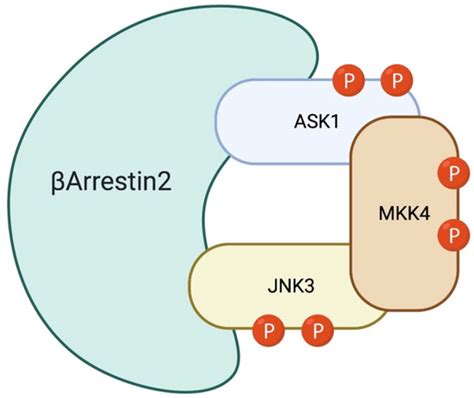 Cells | Special Issue : Role of c-Jun N-terminal Kinase (JNK) Signaling ...