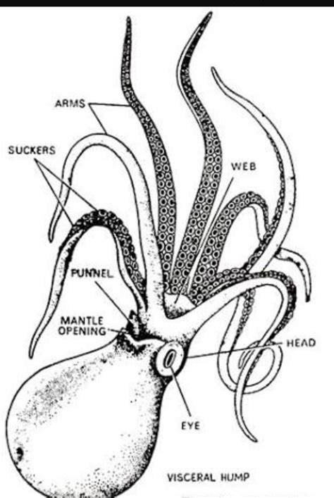 diagram of an octopus - Brainly.in