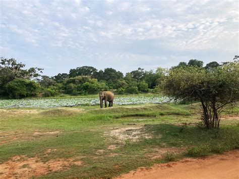 Wildlife Adventures in Sri Lanka: How to Plan a Safari in Yala National ...