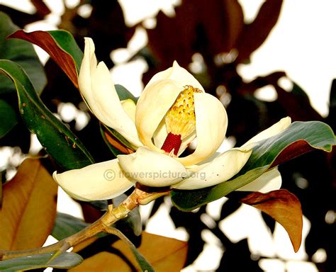 Southern magnolia | Magnolia grandiflora