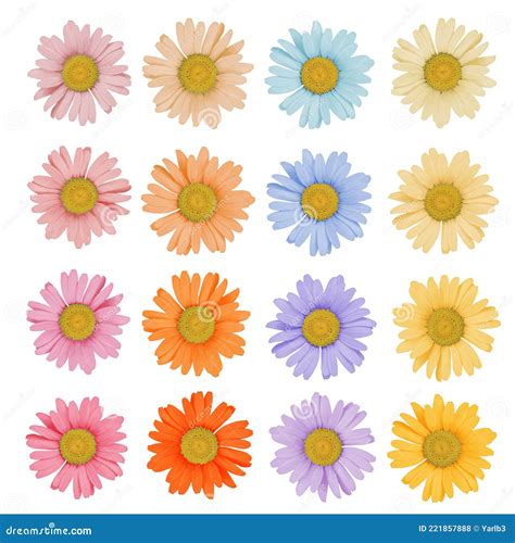 Set of Colored Daisies on a White Background Isolated Stock Photo ...
