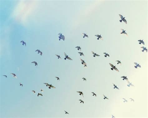 6 Easy Ways to Safeguard Birds during Kite Festivities – PETOLY