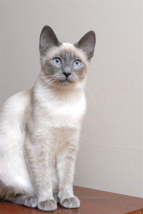 babies | Blue Eyes Cattery- Siamese & Snowshoe Kittens | Hypoallergenic ...