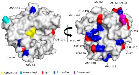 Further Stabilization of Alcalase Immobilized on Glyoxyl Supports ...