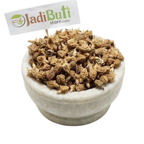 Gokhru Bada - गोखरू बड़ा - Large Caltrops Seeds - Pedalium Murex ...