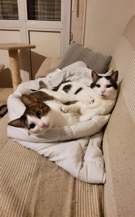 Huddle Cold 的图像结果