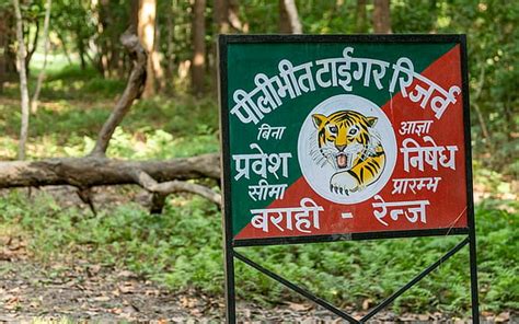 Saving the Pygmy Hog: Conservation Efforts in Assam's Grasslands