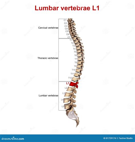 Lumbar Vertebrae And Sacrum Vector Illustration | CartoonDealer.com #146032706