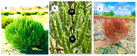 Seed Dormancy and Germination Responses of Salicornia brachiata ...