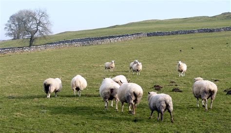Free Images : sheep, herd, pasture, grassland, grazing, natural ...