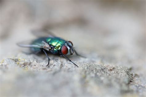 How To Get Rid Of Green Bottle Flies In The House