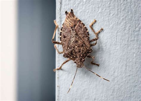 Stink Bugs