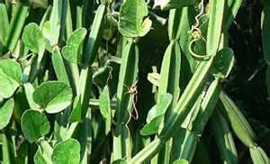 Harjod | Devil’s Backbone | Adamant Creeper | Pirandai | Veldt Grape ...