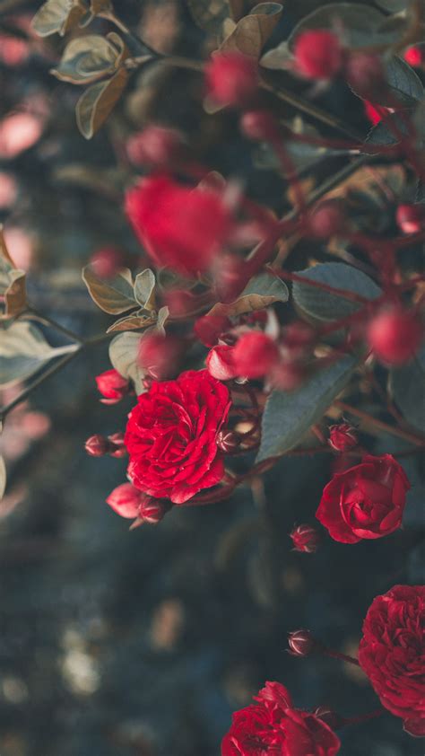 Download wallpaper 1350x2400 rose, bush, bloom, garden, red, blur ...